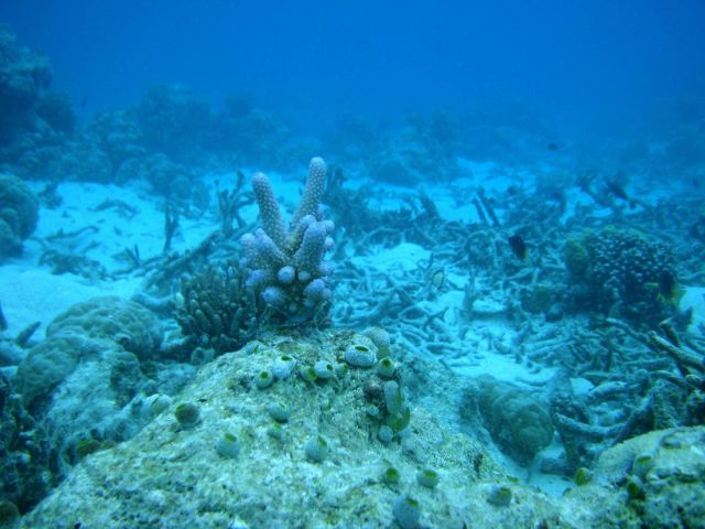 Acroporidae coral Acropora sp Picture