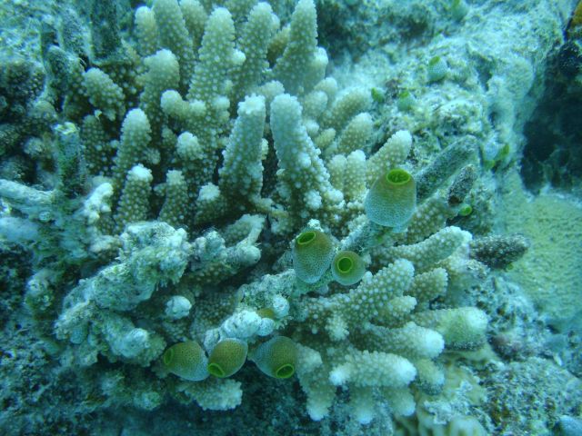 Acroporidae coral Acropora sp Picture