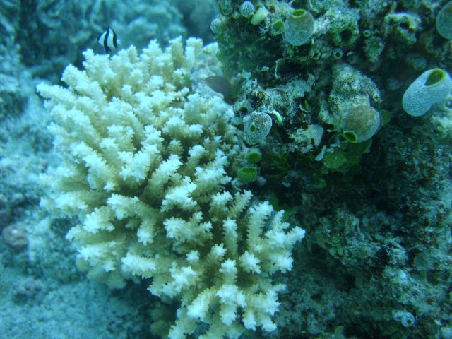 Acroporidae coral Acropora sp Picture