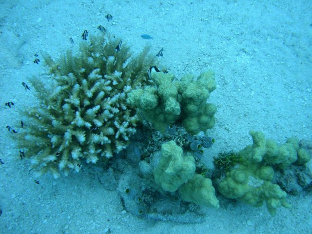 Two species of coral with Acropora sp Picture