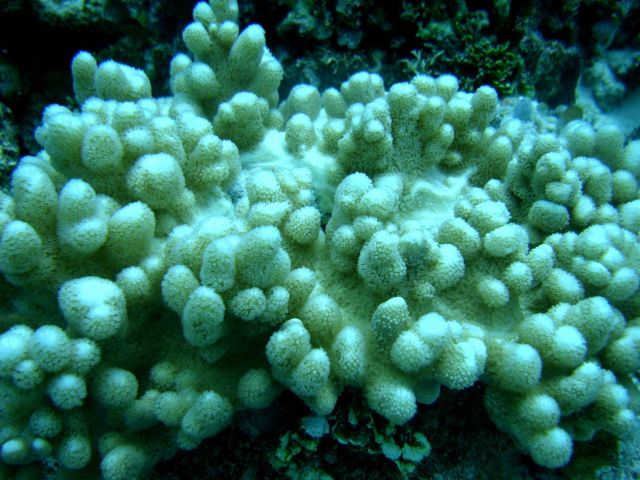 Acroporidae coral Acropora sp Picture