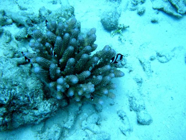 Acroporidae coral Acropora sp. Picture