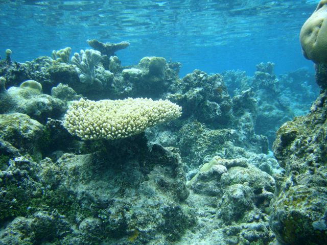 Table coral (Acropora sp.) Picture