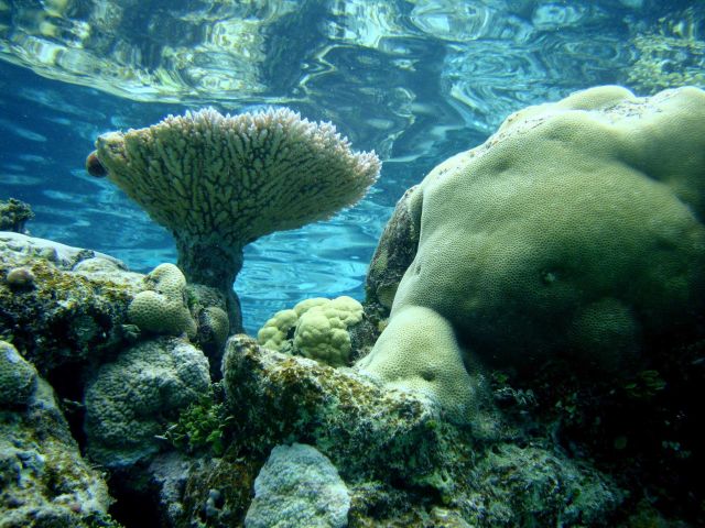 Table coral (Acropora sp.) Picture