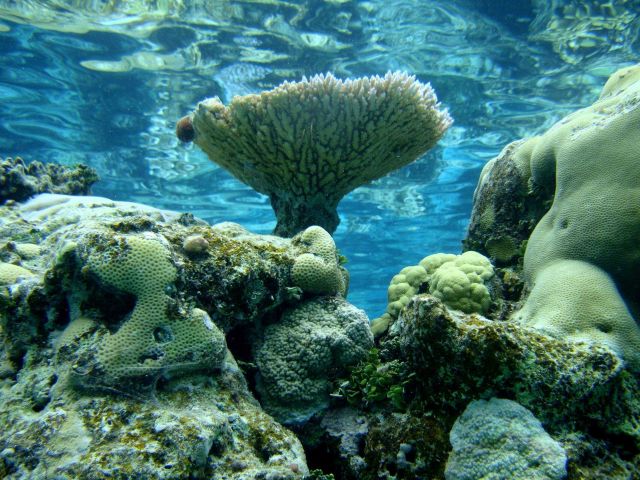 Table coral (Acropora sp.) Picture
