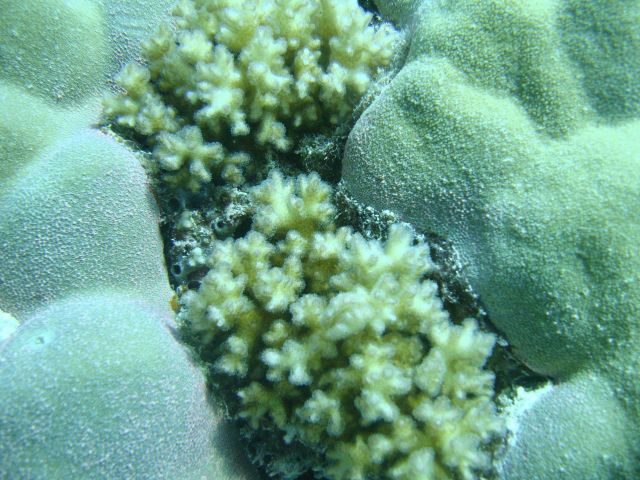Coral with polyps out feeding Picture