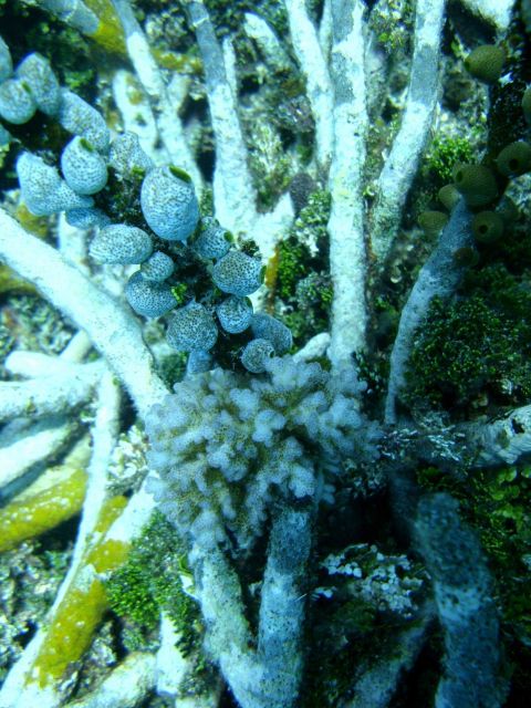 Dead staghorn coral with attached tunicates and algae Picture
