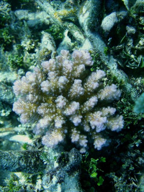 Acroporidae coral Acropora sp Picture
