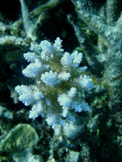 Acroporidae coral Acropora sp. Picture