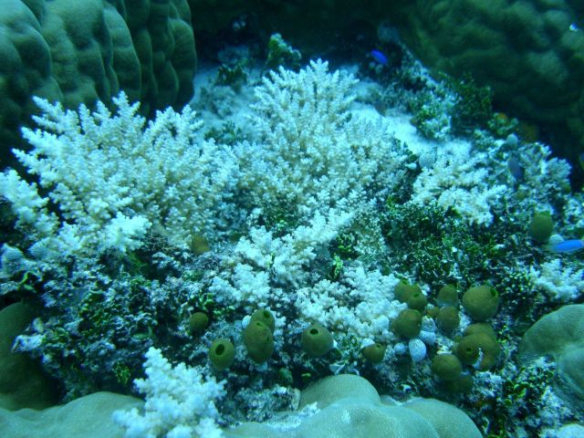 Acroporidae coral Acropora sp Picture
