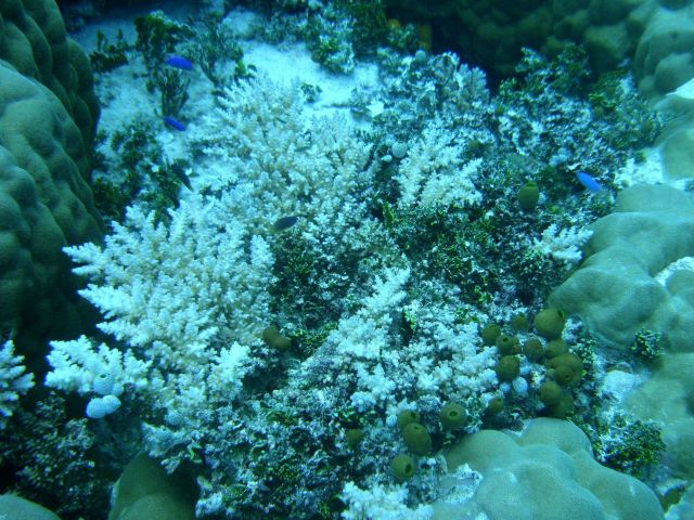Acroporidae coral Acropora sp Picture