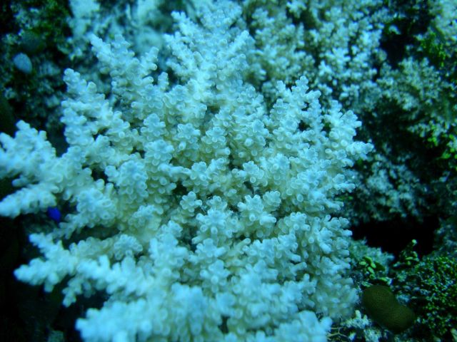 Acroporidae coral Acropora sp Picture