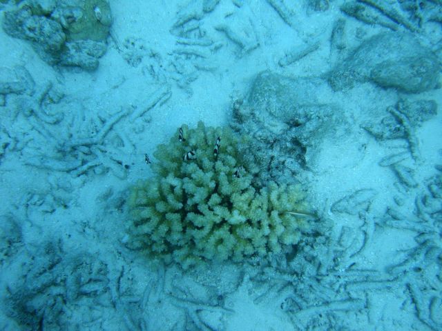 Acroporidae coral Acropora sp. Picture