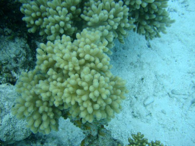 Acroporidae coral Picture