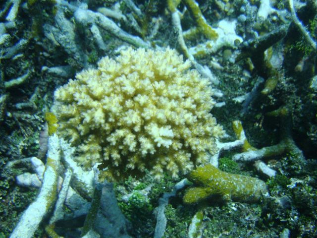 Acroporidae coral Picture