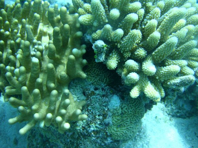 Hydrozoan coral - Millepora sp Picture
