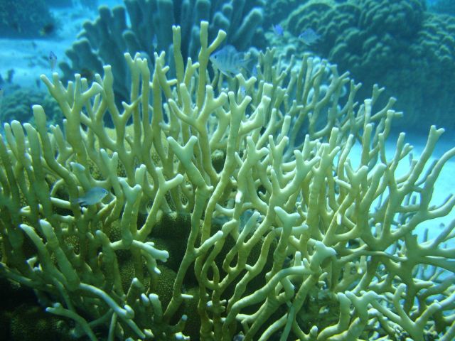 Hydrozoan coral - Millepora sp Picture
