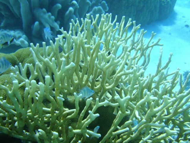 Hydrozoan coral - Millepora sp Picture