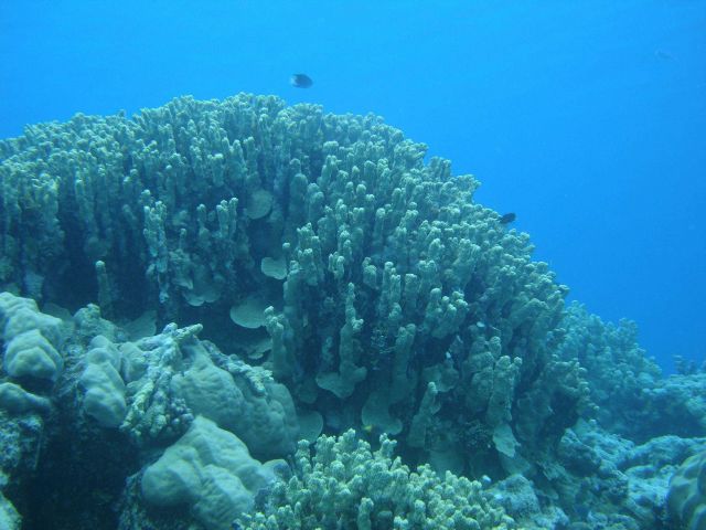 Acroporidae coral Picture
