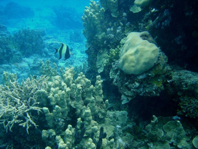 Acroporidae coral Picture