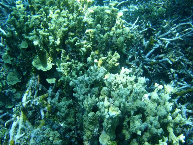 Acroporidae coral Picture