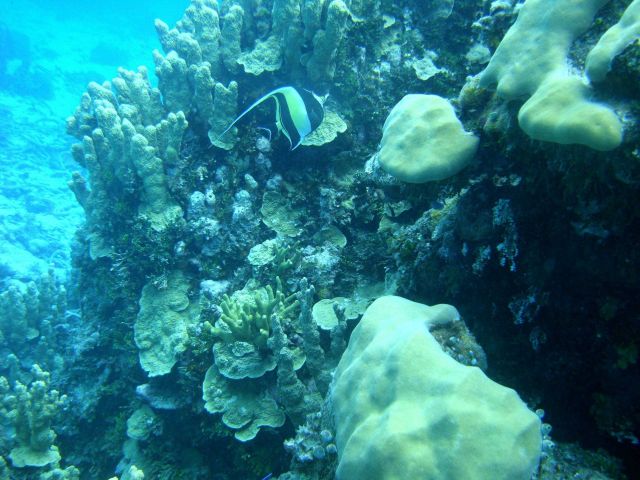 Acroporidae coral Picture
