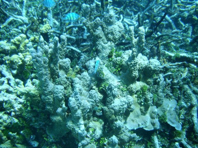 Acroporidae coral Picture