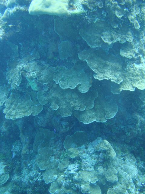 Acroporidae coral Picture
