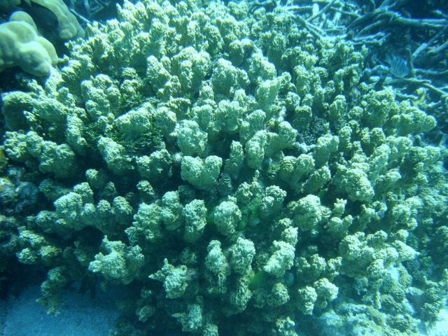 Acroporidae coral Picture