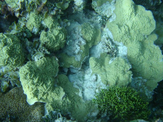Acroporidae coral Picture
