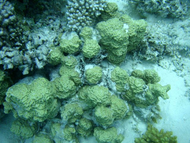 Acroporidae coral Picture