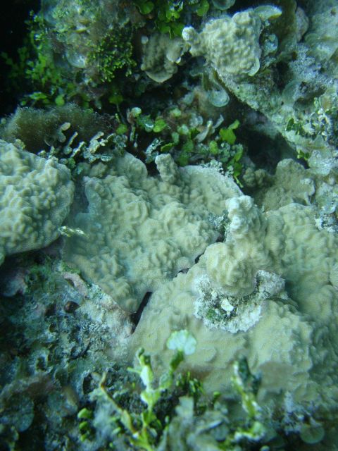 Acroporidae coral Picture