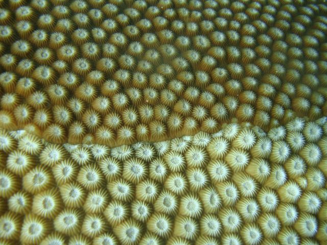 Acroporidae coral Astreopora sp. Picture