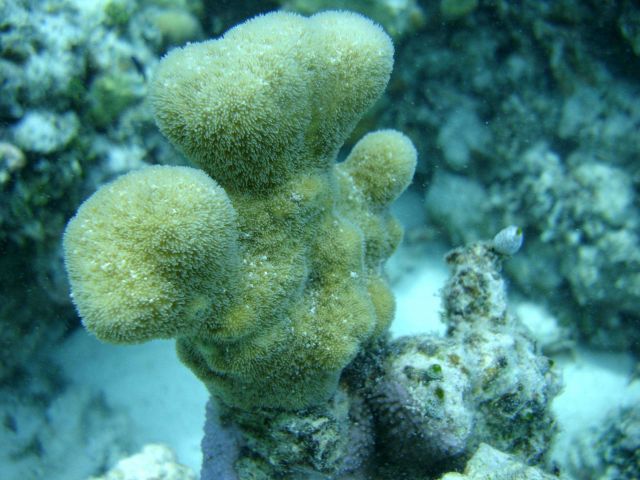 Poritidae coral Porites sp. Picture