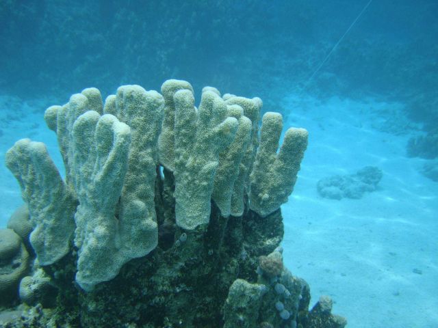 Poritidae coral Porites sp. Picture