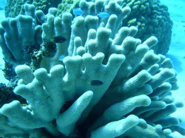 Poritidae coral Porites sp. Picture