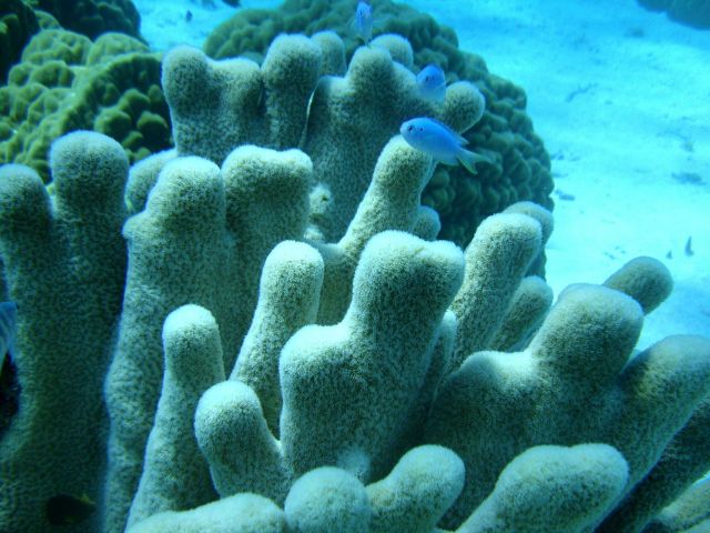 Poritidae coral Porites sp. Picture