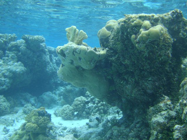 Poritidae coral Porites sp Picture
