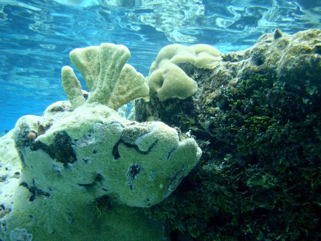 Poritidae coral Porites sp. Picture