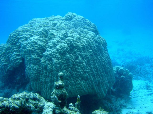 Poritidae coral Porites sp Picture