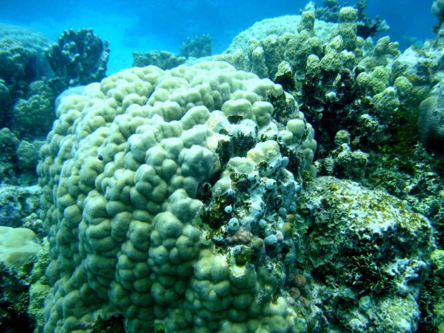 Poritidae coral Porites sp Picture