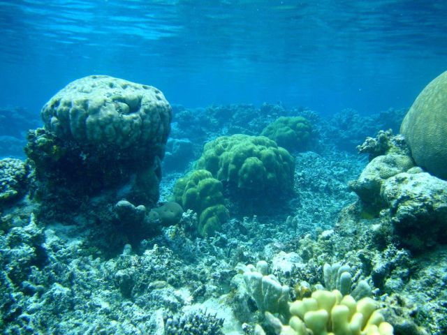 Poritidae coral Porites sp Picture
