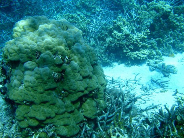 Poritidae coral Porites sp Picture