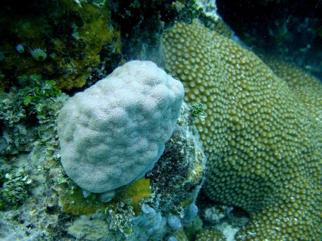 Faviidae coral in center with star coral to right. Picture