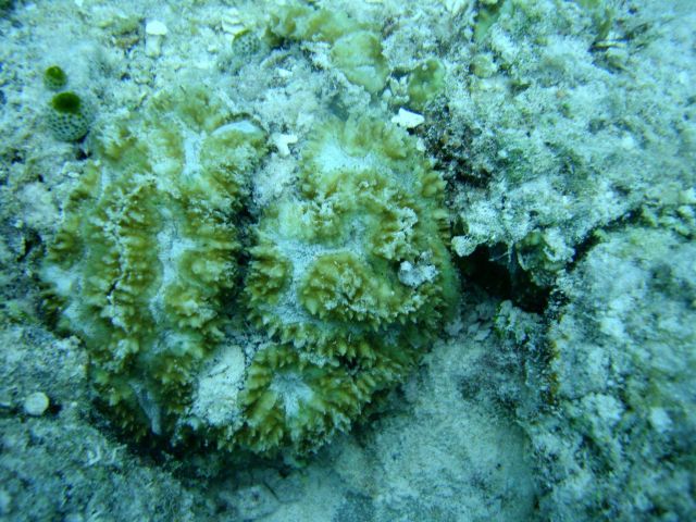 Faviidae coral Picture