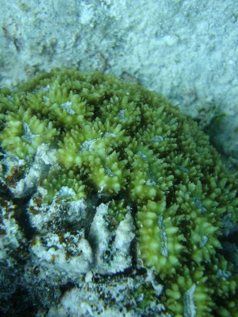 Faviidae coral Picture