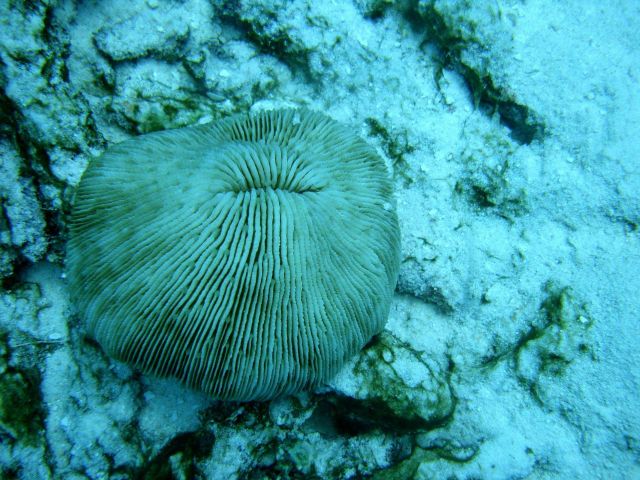 Fungiidae coral Fungia fungites Picture