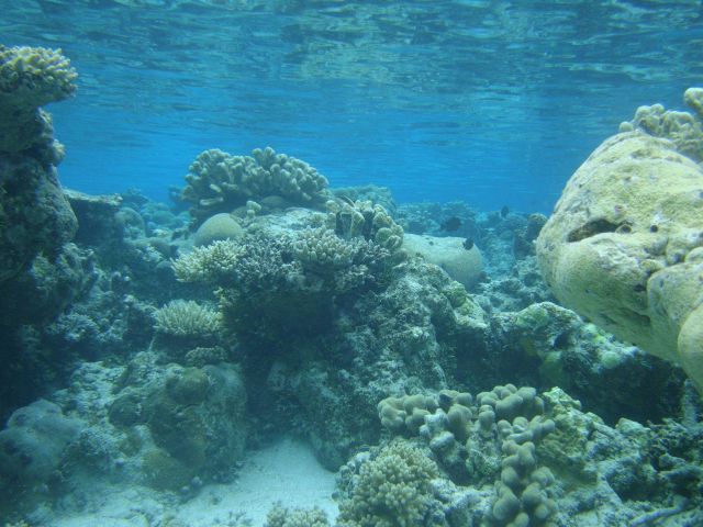 Reef scene with multiple scleractinian coral species. Picture