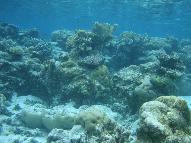 Reef scene with multiple scleractinian coral species. Picture