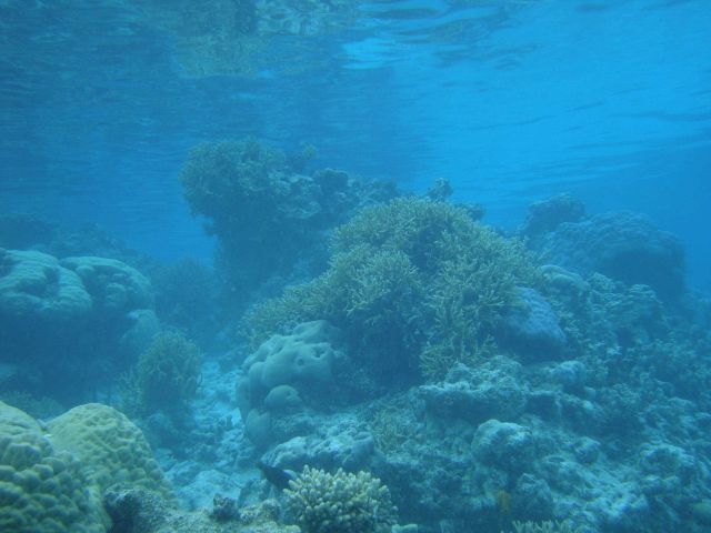 Reef scene with multiple scleractinian coral species. Picture